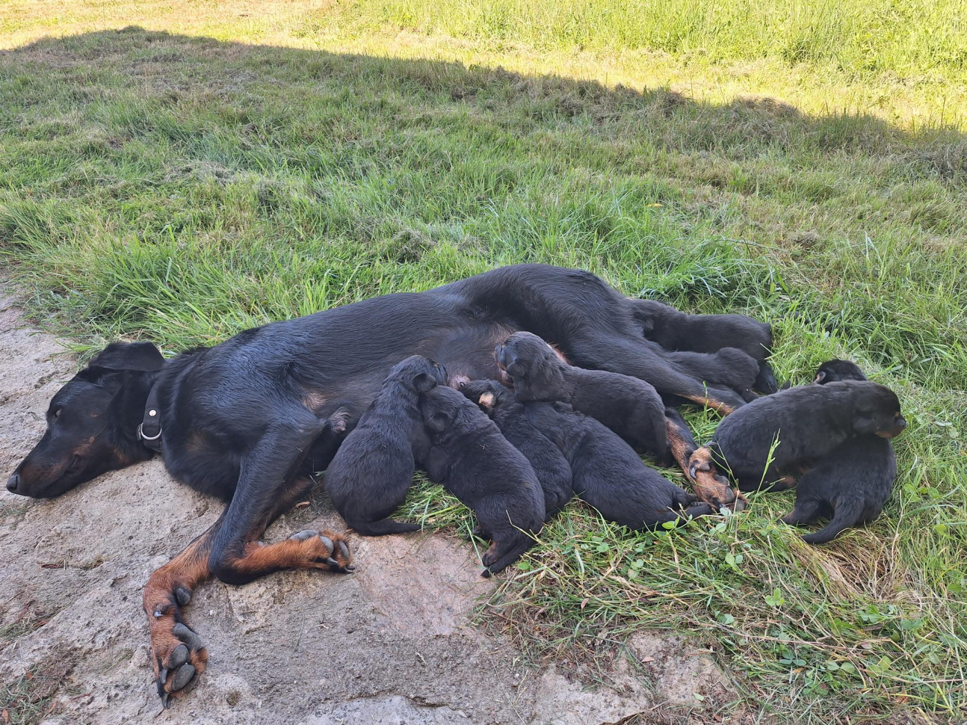 Chiot Berger de Beauce Enora Le Baut