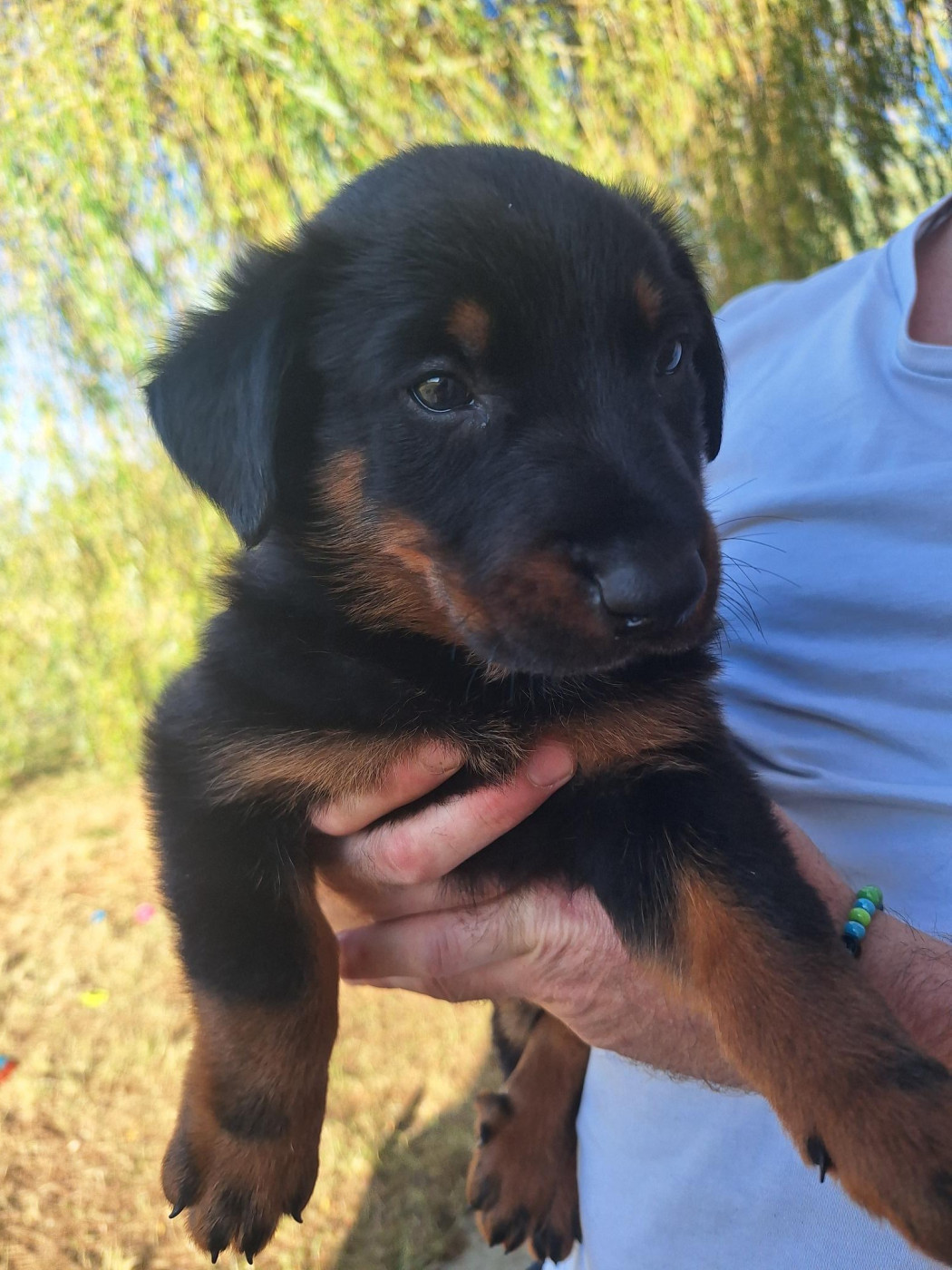 Enora Le Baut - Chiots disponibles - Berger de Beauce