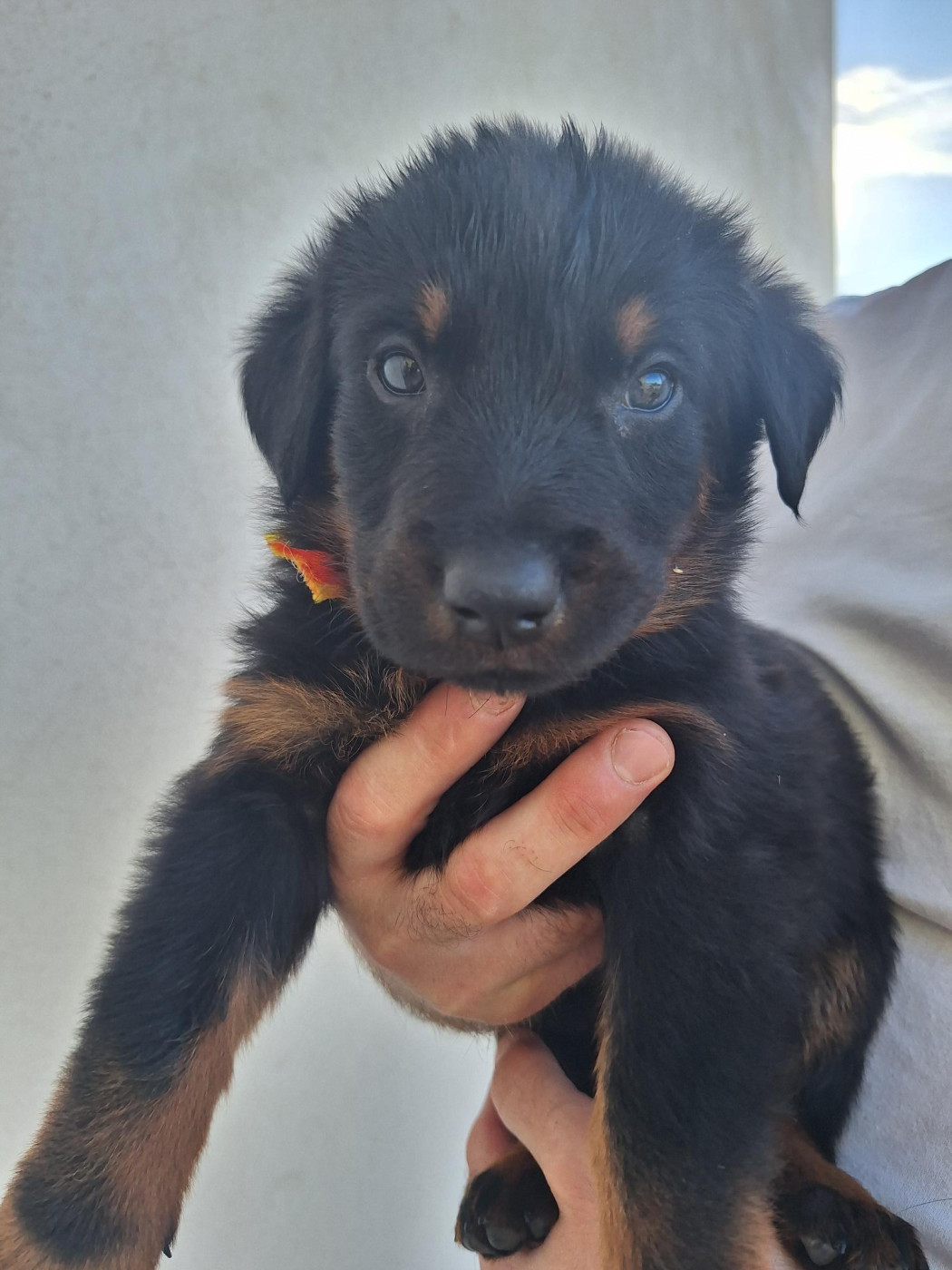 Enora Le Baut - Chiots disponibles - Berger de Beauce