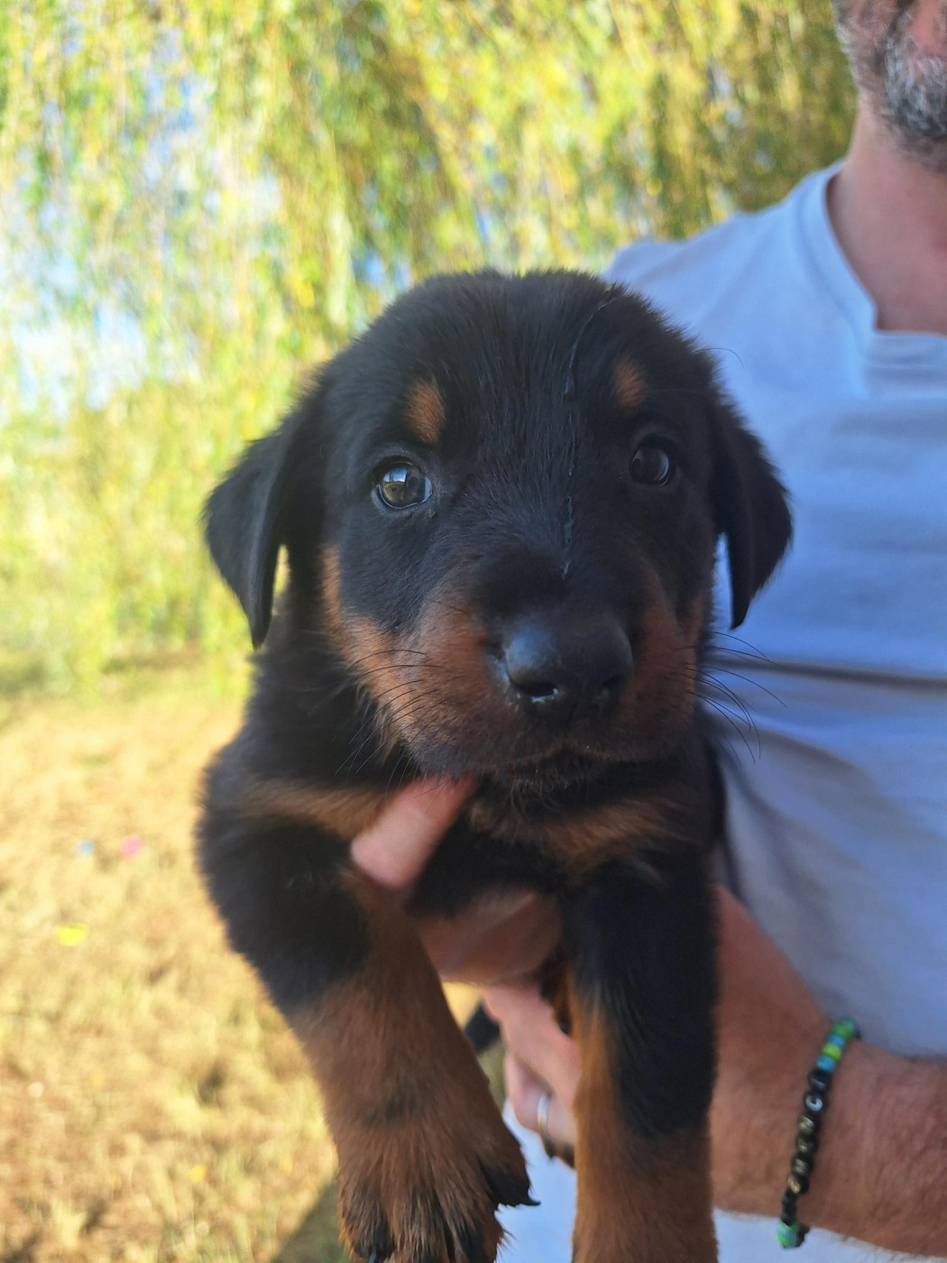 Enora Le Baut - Chiots disponibles - Berger de Beauce