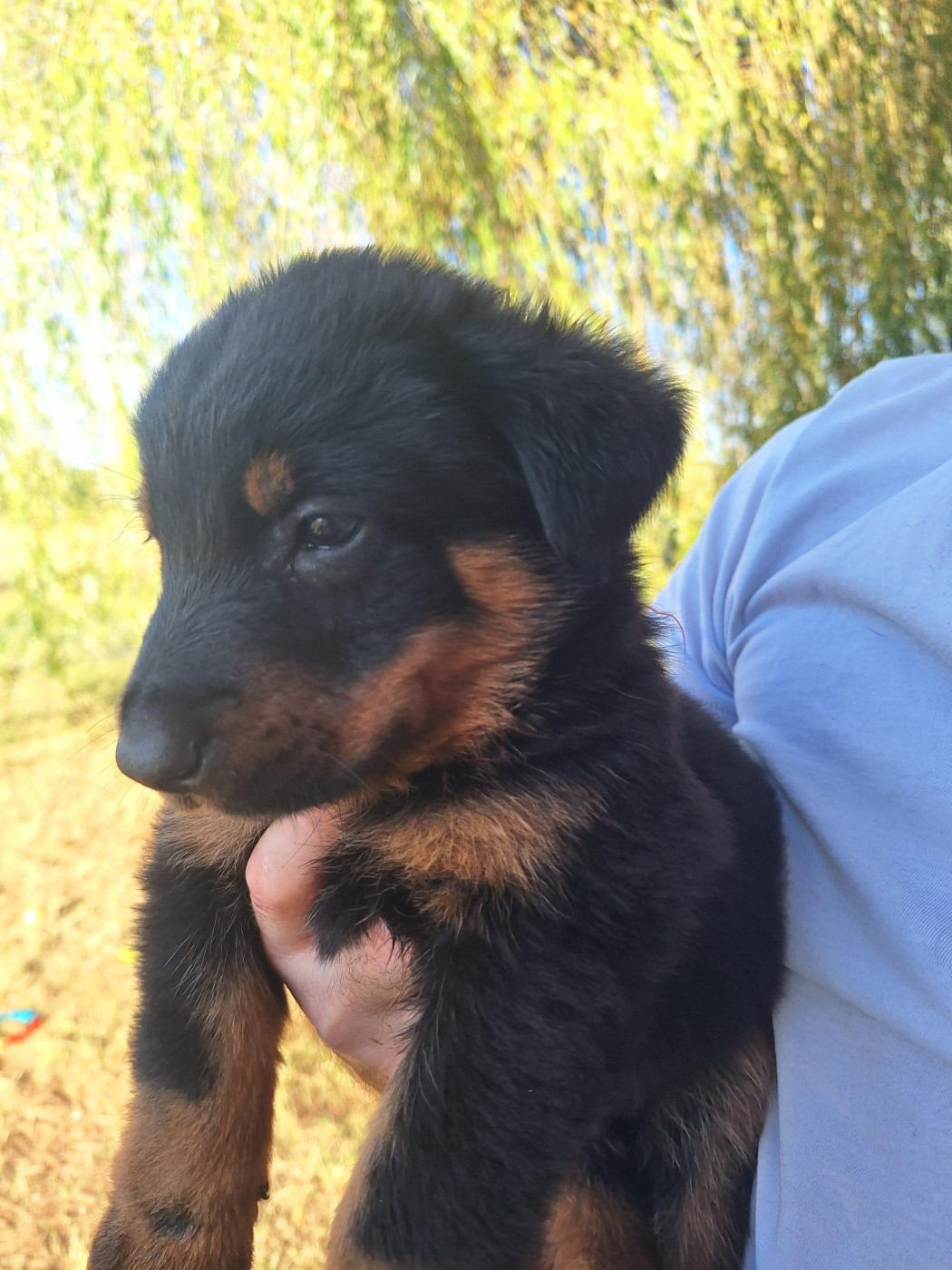 Enora Le Baut - Chiots disponibles - Berger de Beauce