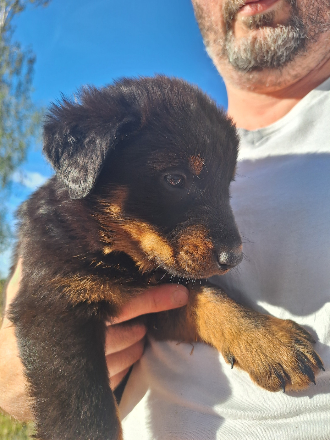 Enora Le Baut - Chiots disponibles - Berger de Beauce
