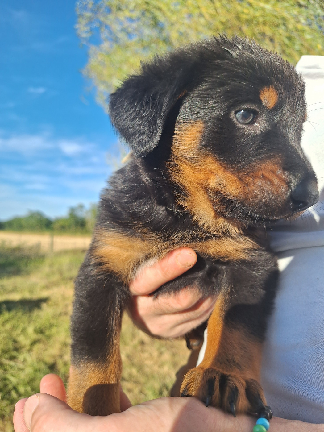 Enora Le Baut - Chiots disponibles - Berger de Beauce