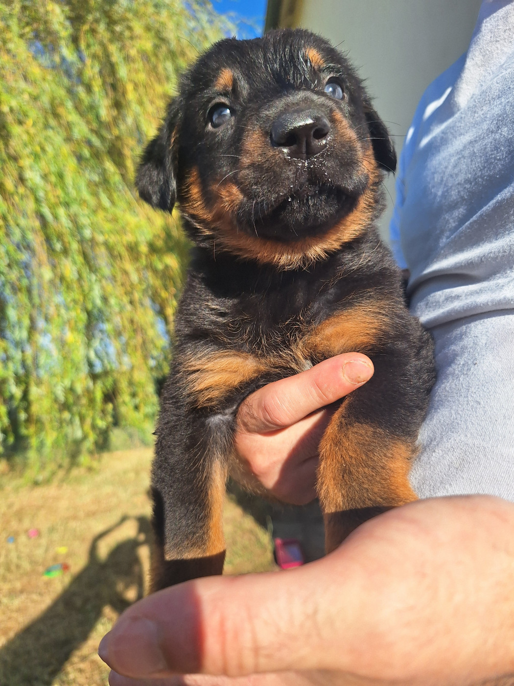 Enora Le Baut - Chiots disponibles - Berger de Beauce