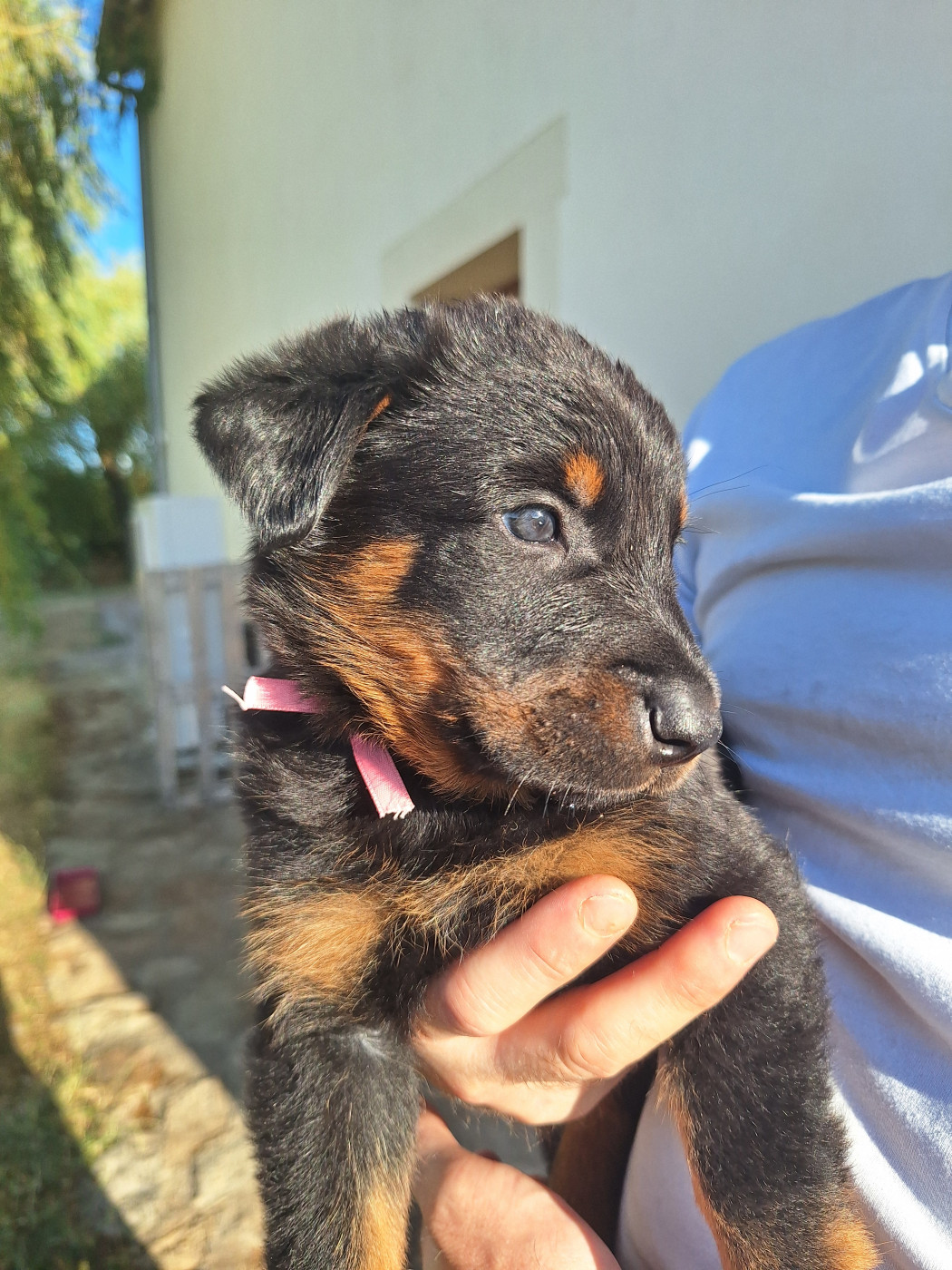 Enora Le Baut - Chiots disponibles - Berger de Beauce